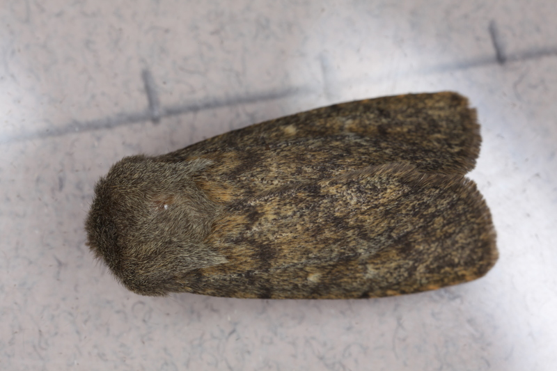 Brindled Ochre